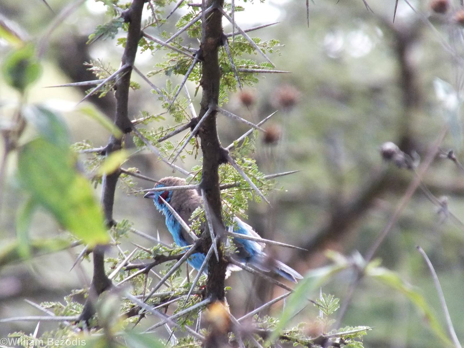Red-cheeked Cordon-bleu - Nairobi National Park