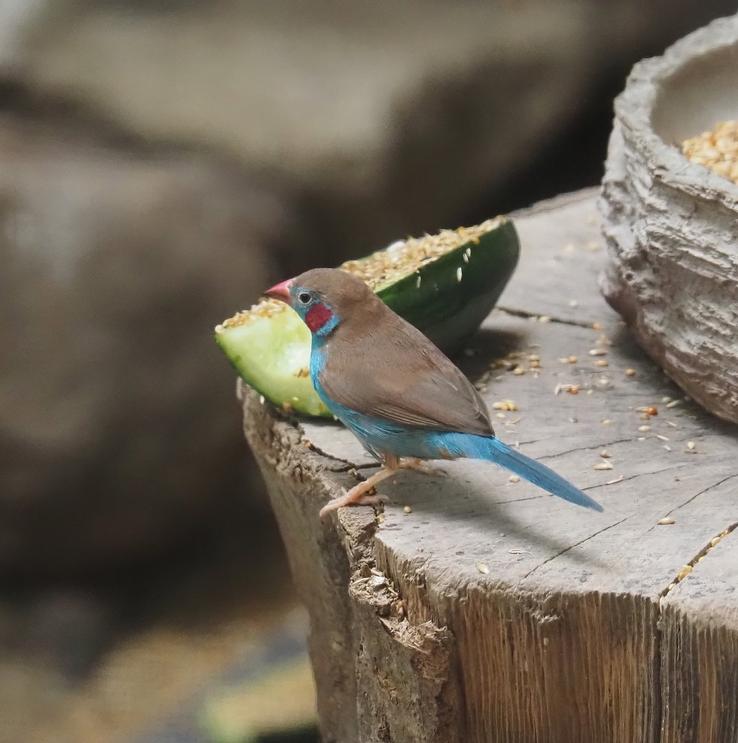 Red-cheeked cordon-bleu (Uraeginthus bengalus), 2024-08-05