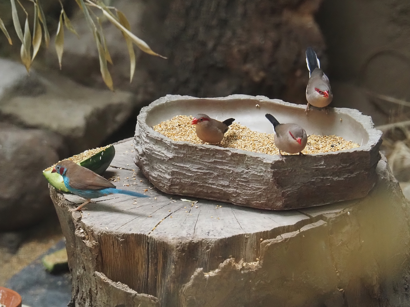 Red-cheeked cordon-bleu (Uraeginthus bengalus) and Black-rumped waxbills (Estrilda troglodytes), 2024-08-05