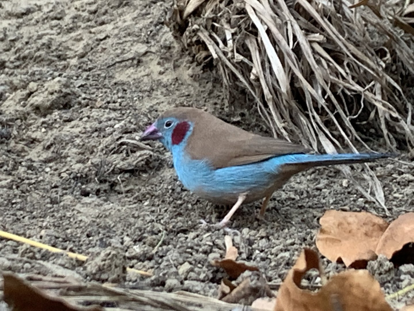 Red-Cheeked Cordon-Bleu (Uraeginthus bengalus)