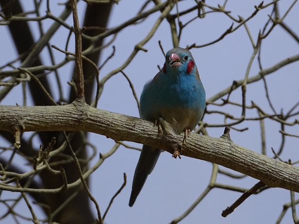 Red-cheeked cordon-bleu (Uraeginthus bengalus)