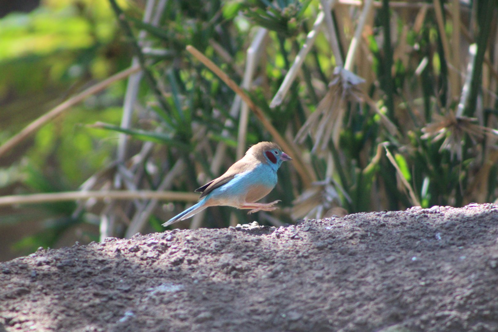 Red-Cheeked Cordon-Bleu (Uraeginthus bengalus)
