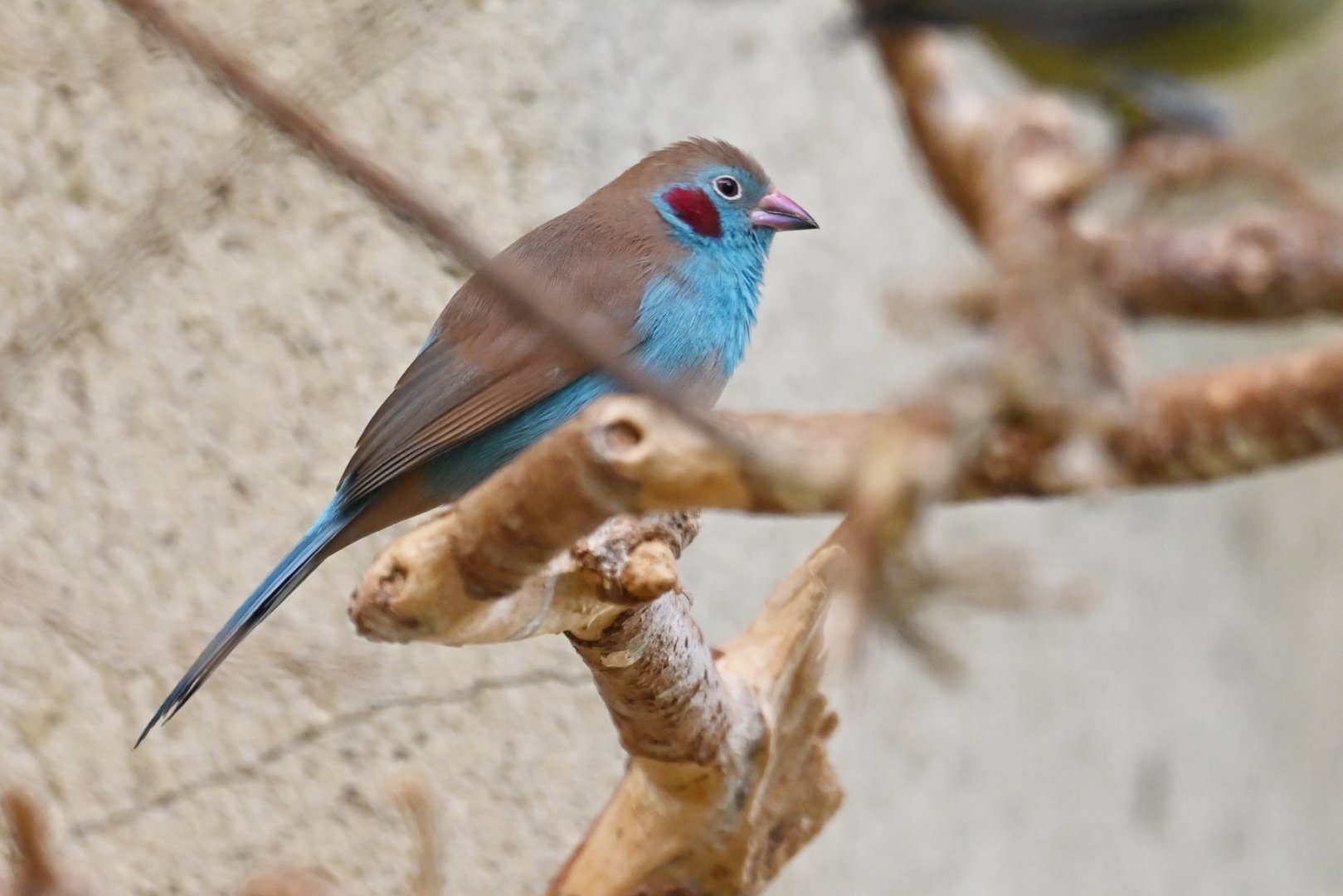Red-cheeked cordon-bleu Uraeginthus bengalus