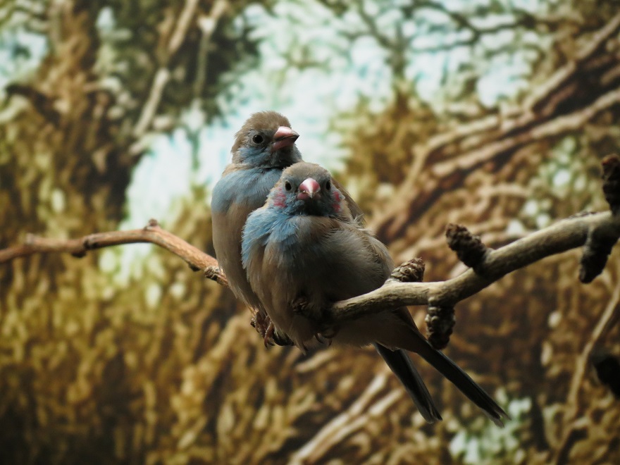 Red-cheeked cordon-bleu