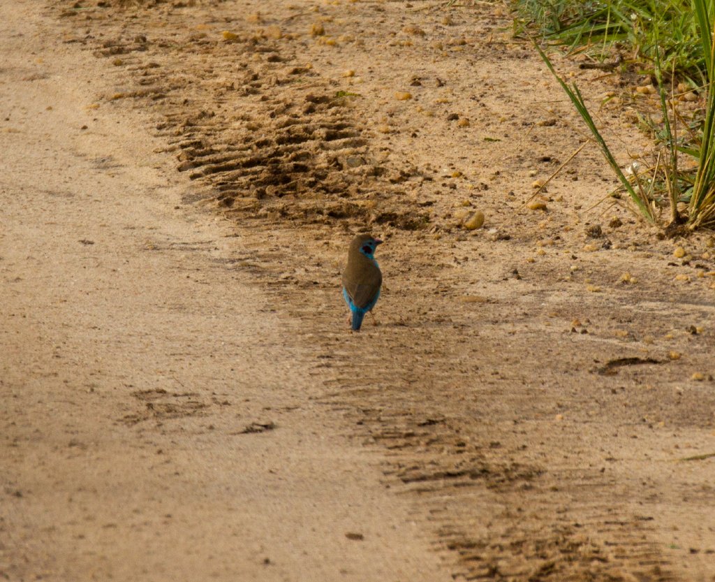 Red-cheeked Cordon-Bleu