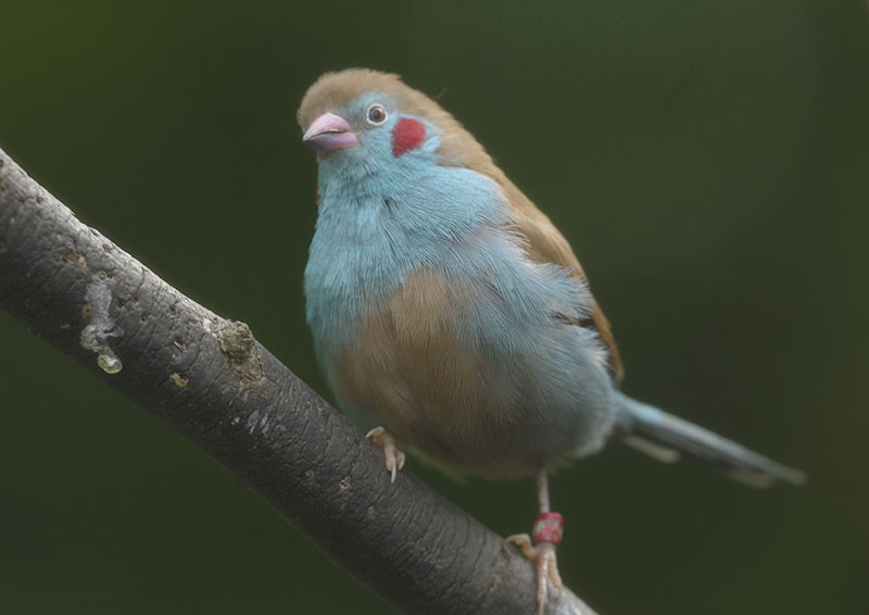 Red-cheeked cordon bleu