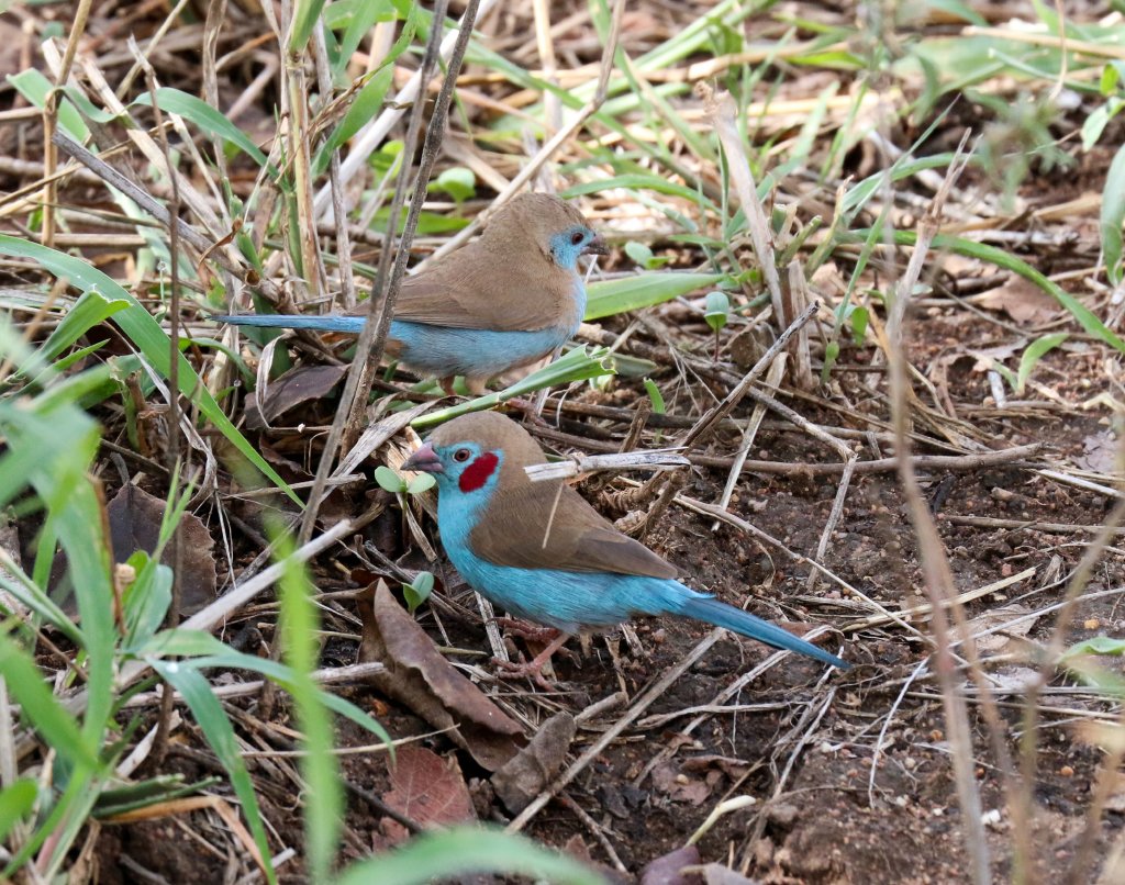 Red-cheeked Cordon-bleu