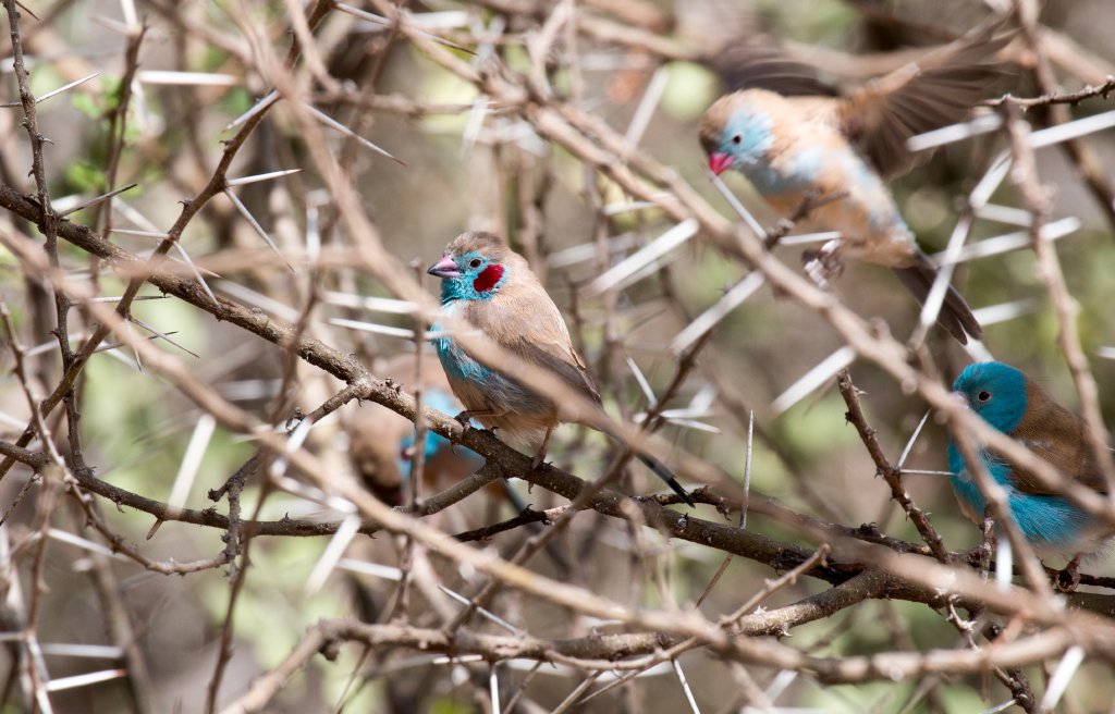 Red-cheeked Cordon Bleu