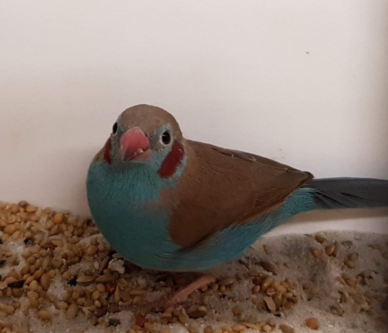 Red-cheeked cordon-bleu