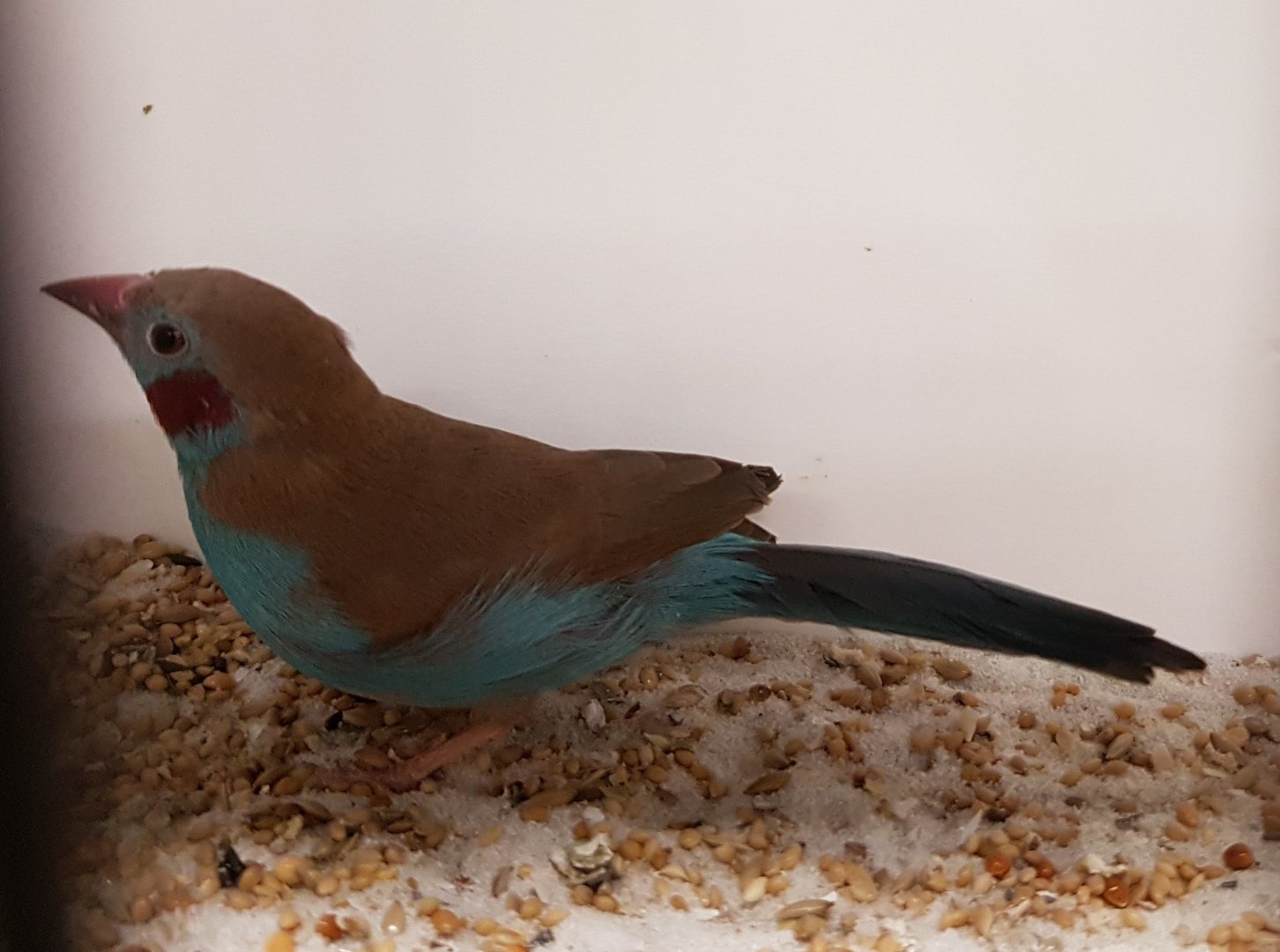 Red-cheeked cordon-bleu