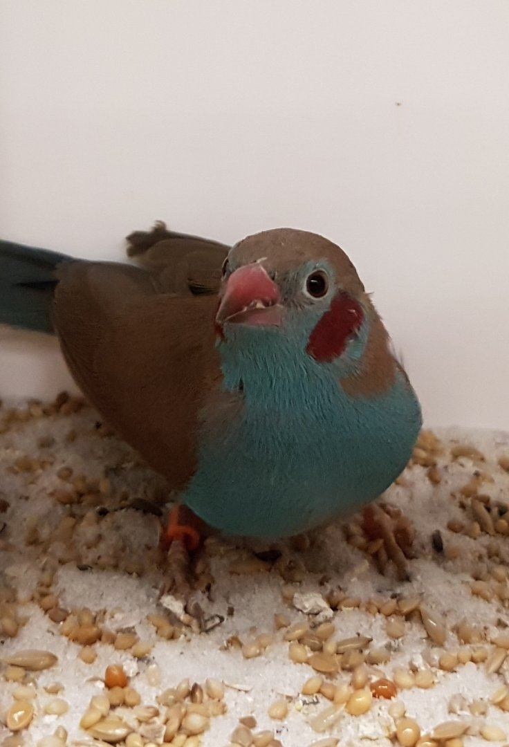 Red-cheeked cordon-bleu