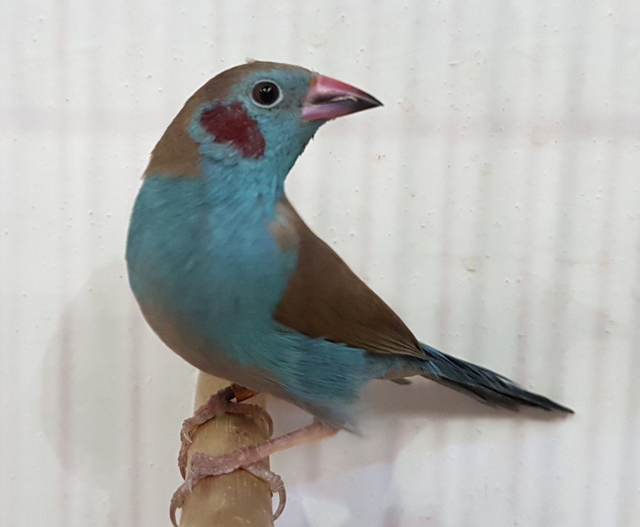 Red-cheeked cordon-bleu