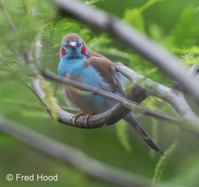 red-cheeked cordon bleu