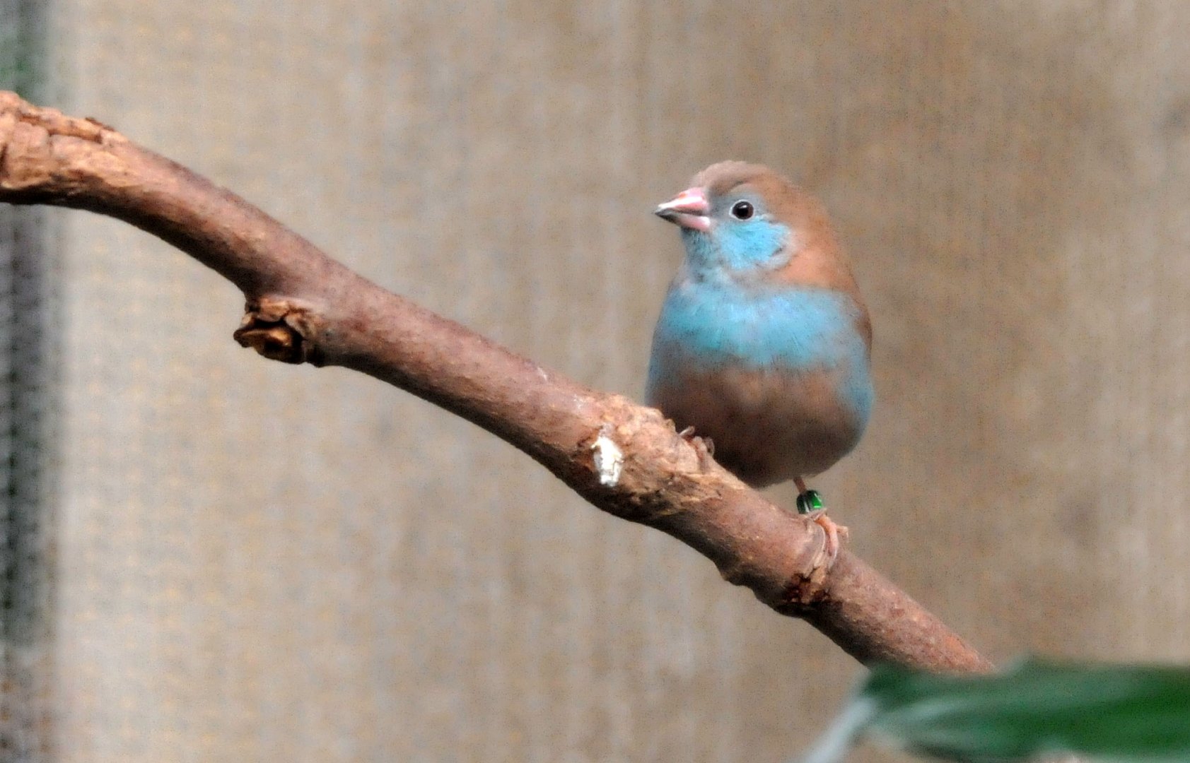 Red cheeked cordon bleu