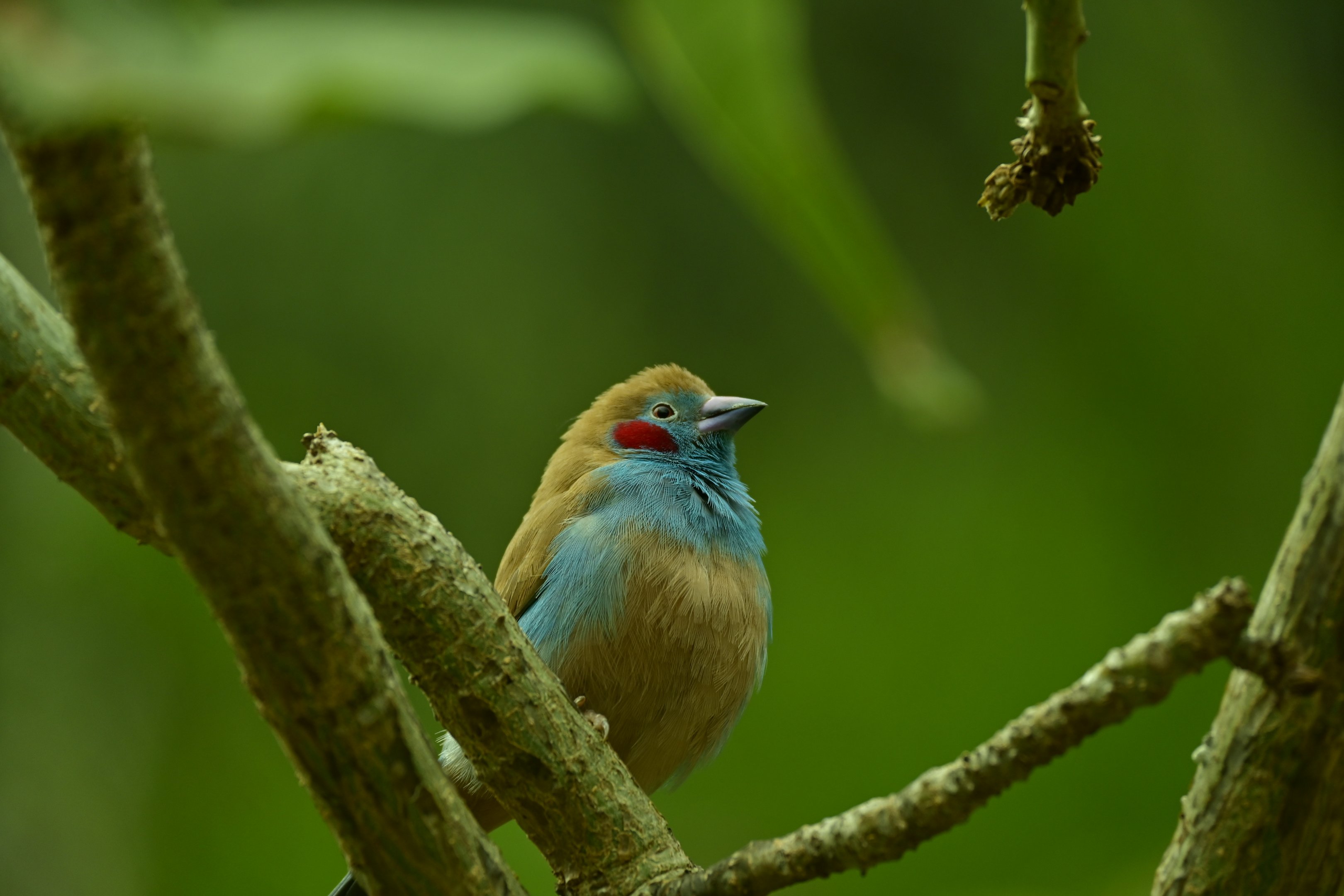 Red Cheeked Cordon Bleu