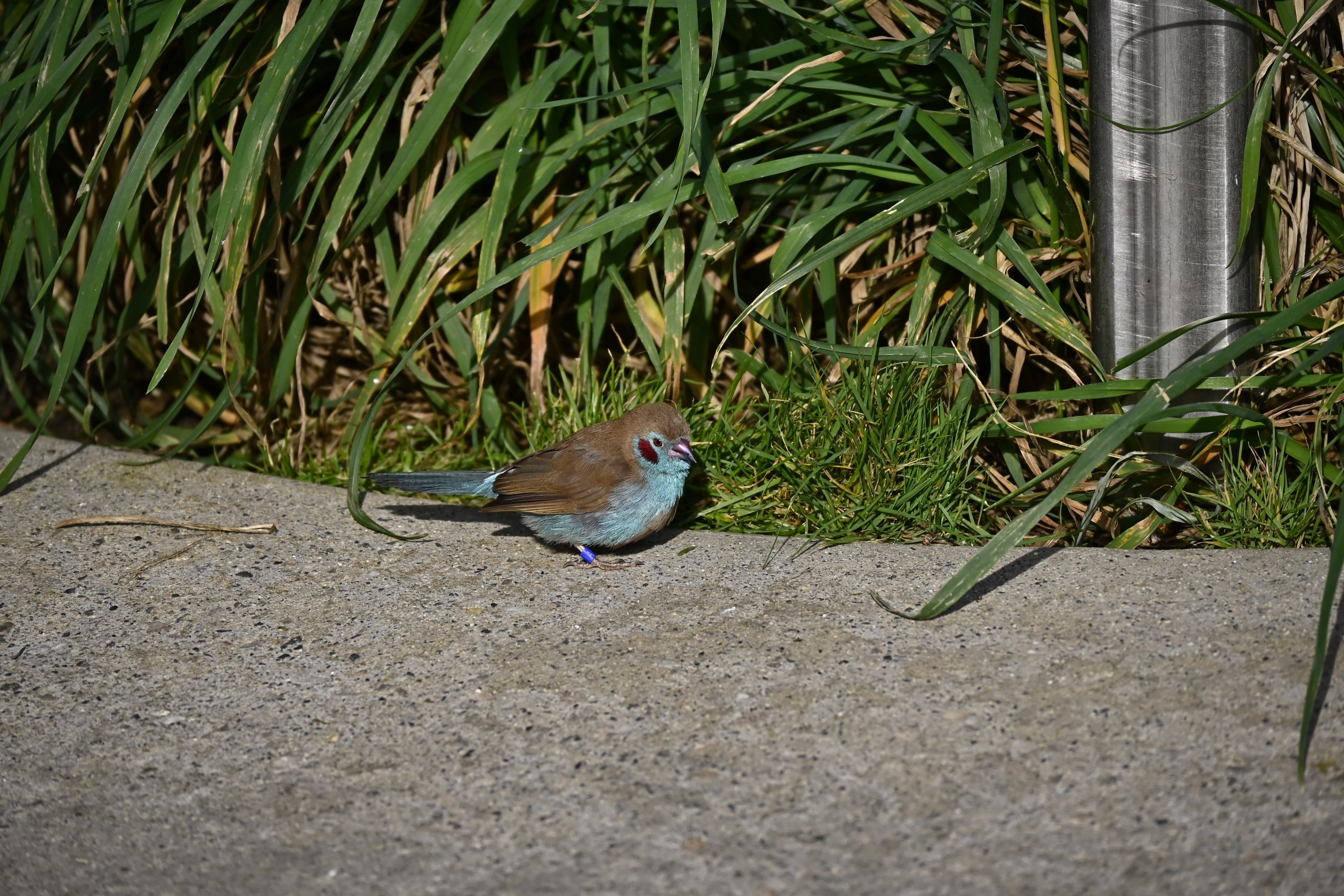 Red Cheeked Cordon Bleu