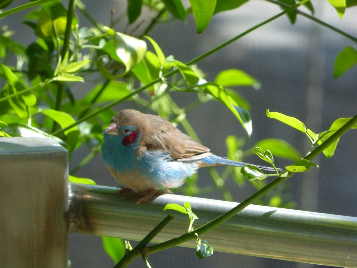 Red cheeked cordon bleu