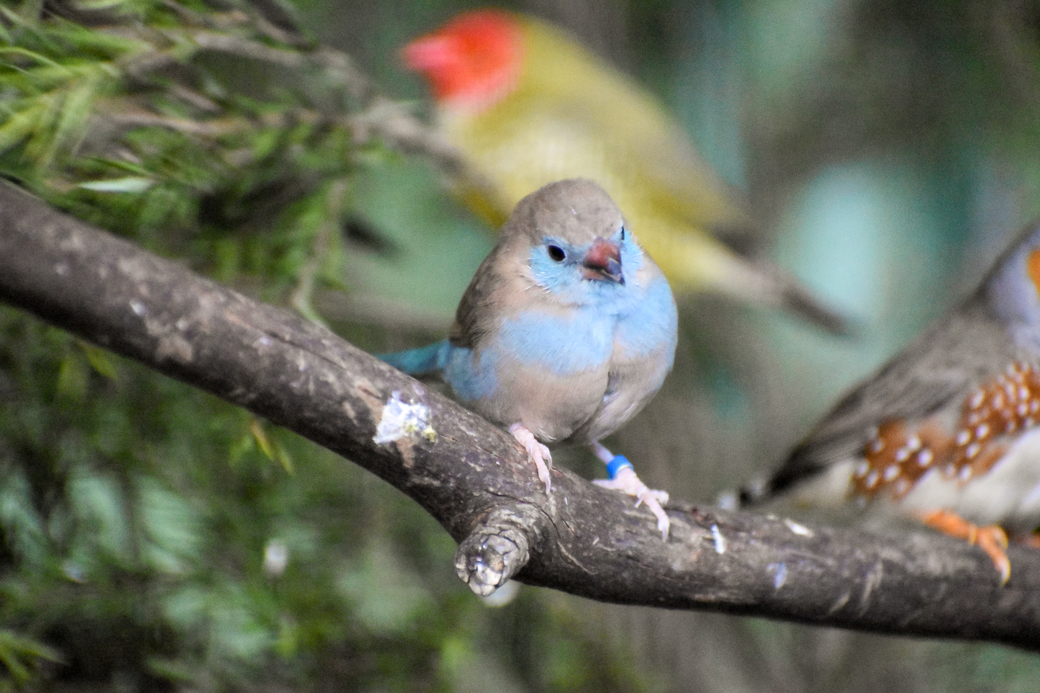 Red-cheeked Cordon-Bleu