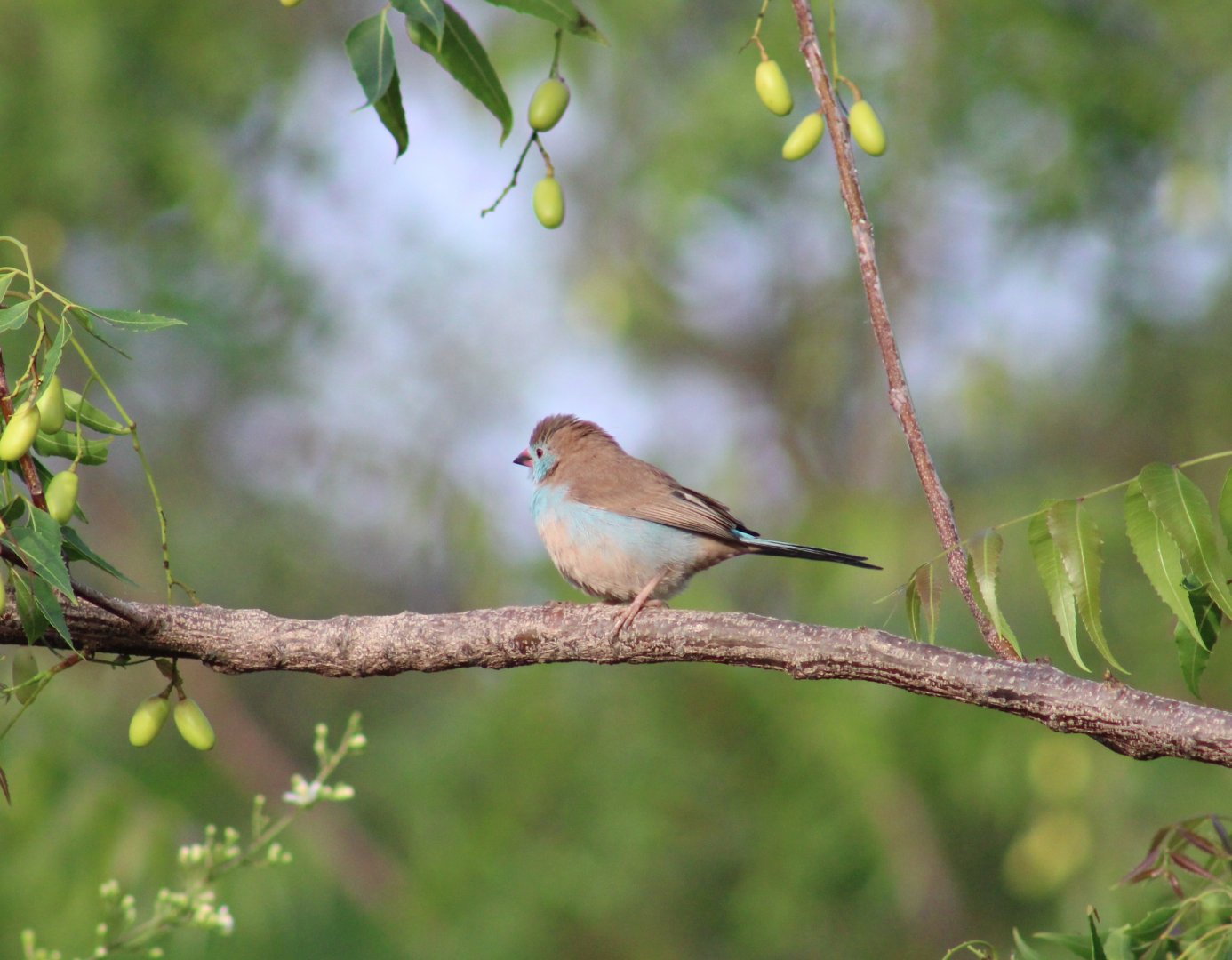 Red-cheeked cordon bleu