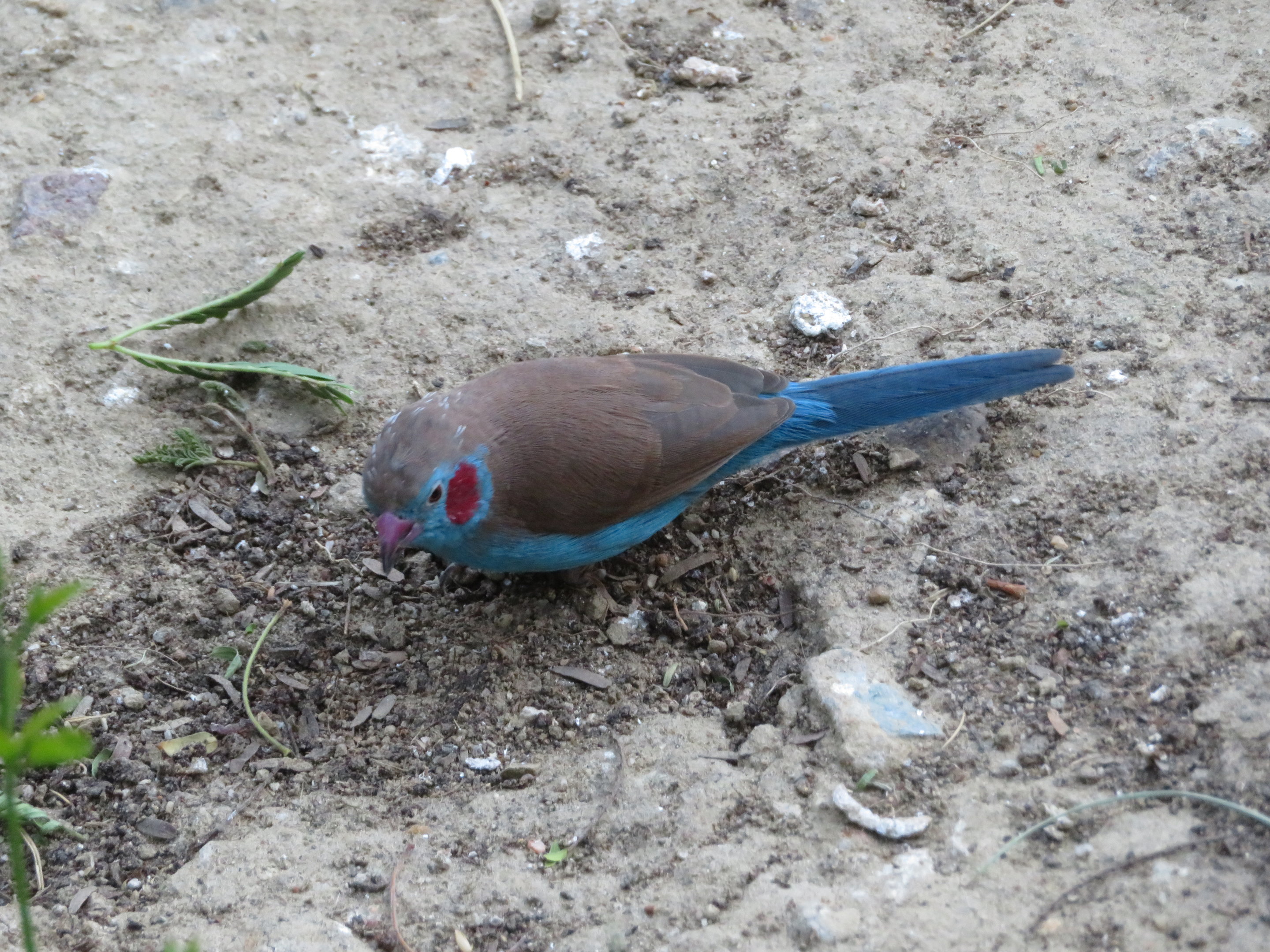 Red-cheeked Cordon-bleu