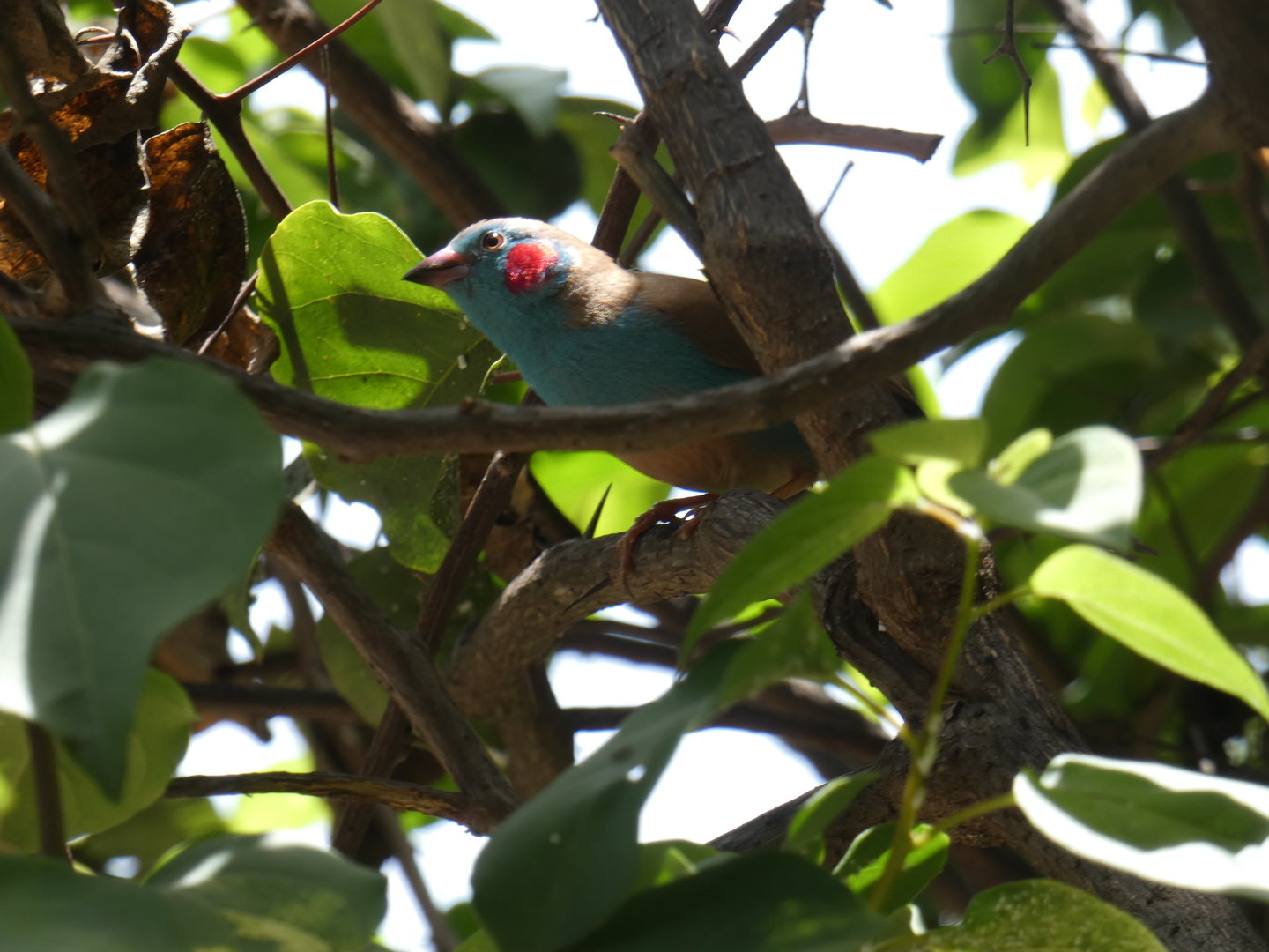 Red-cheeked cordon-bleu