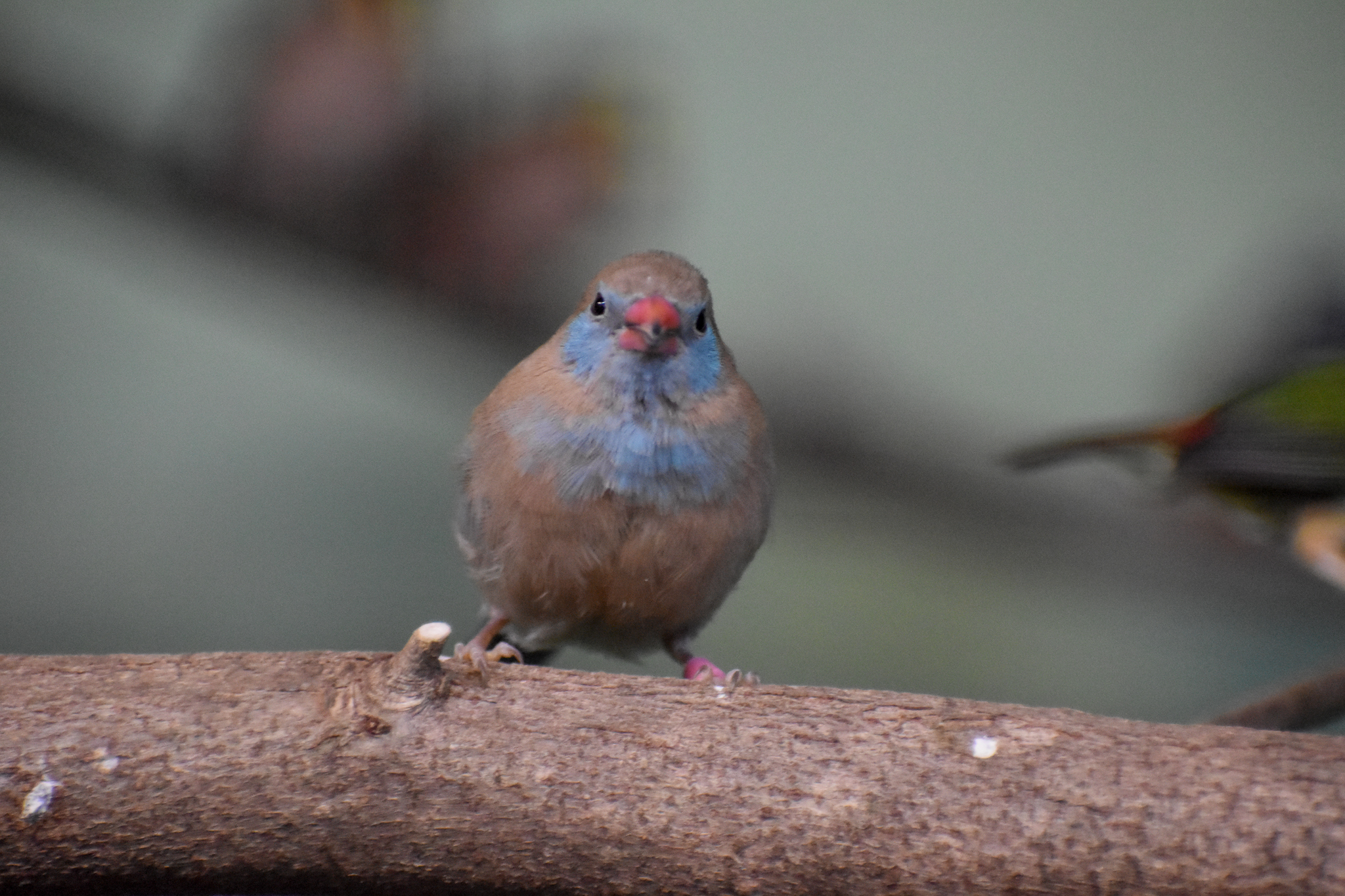 Red-cheeked Cordon-Bleu