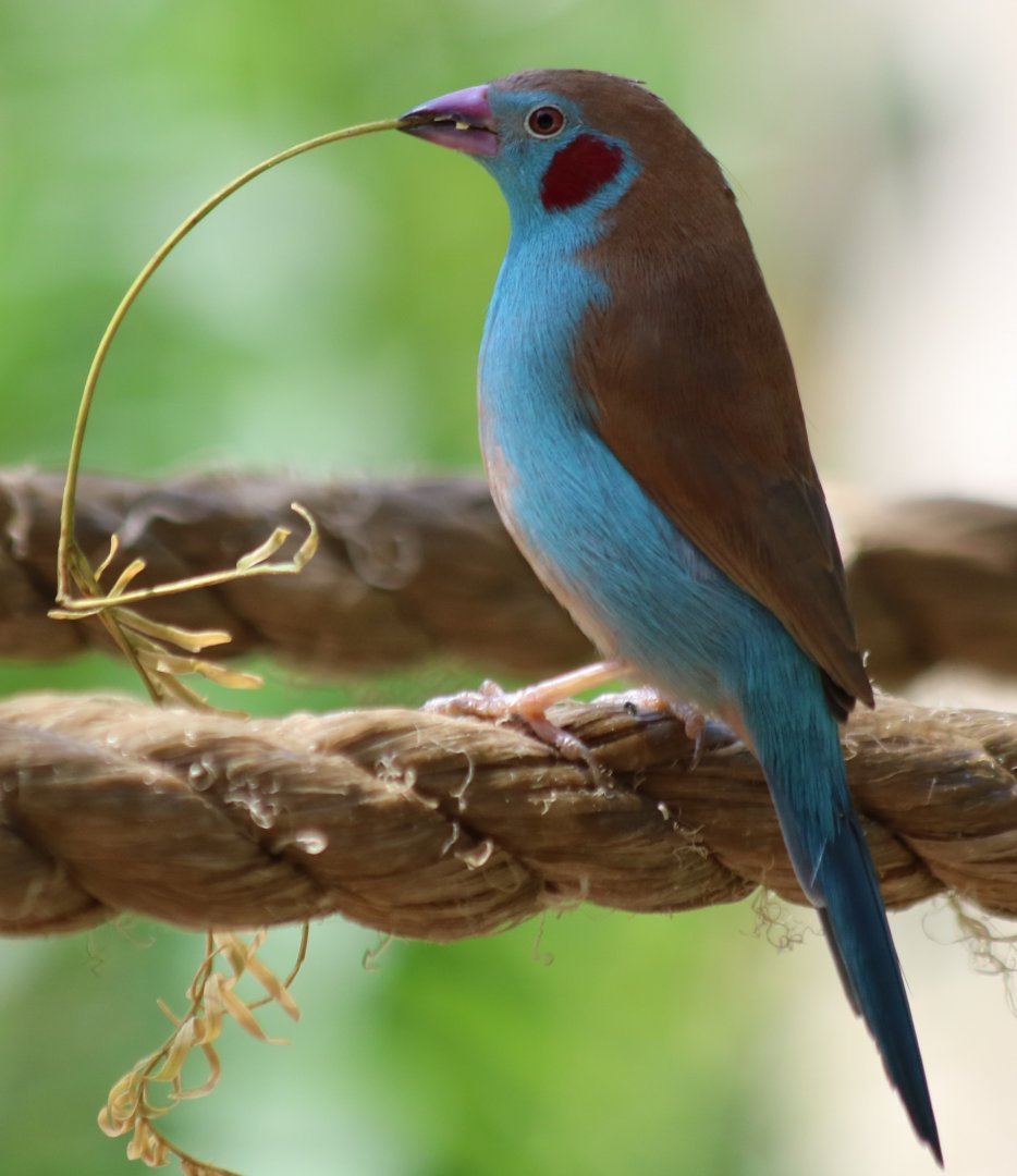 Red-cheeked Cordon-Bleu