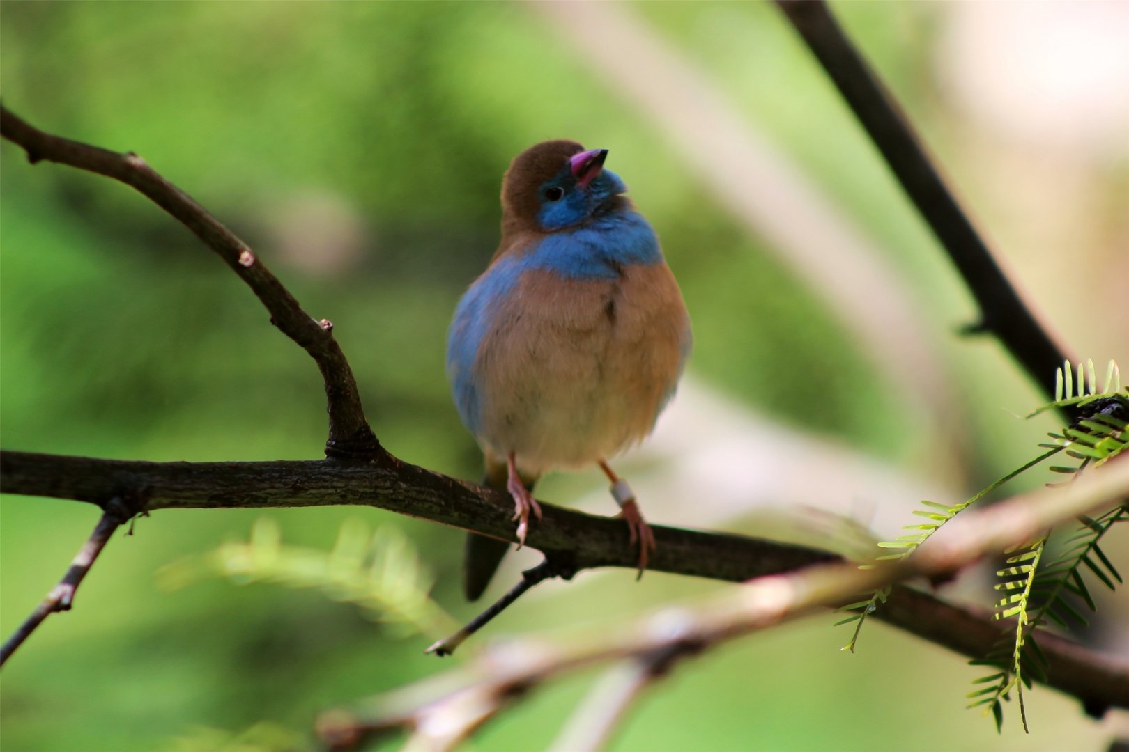 Red-cheeked Cordon-bleu