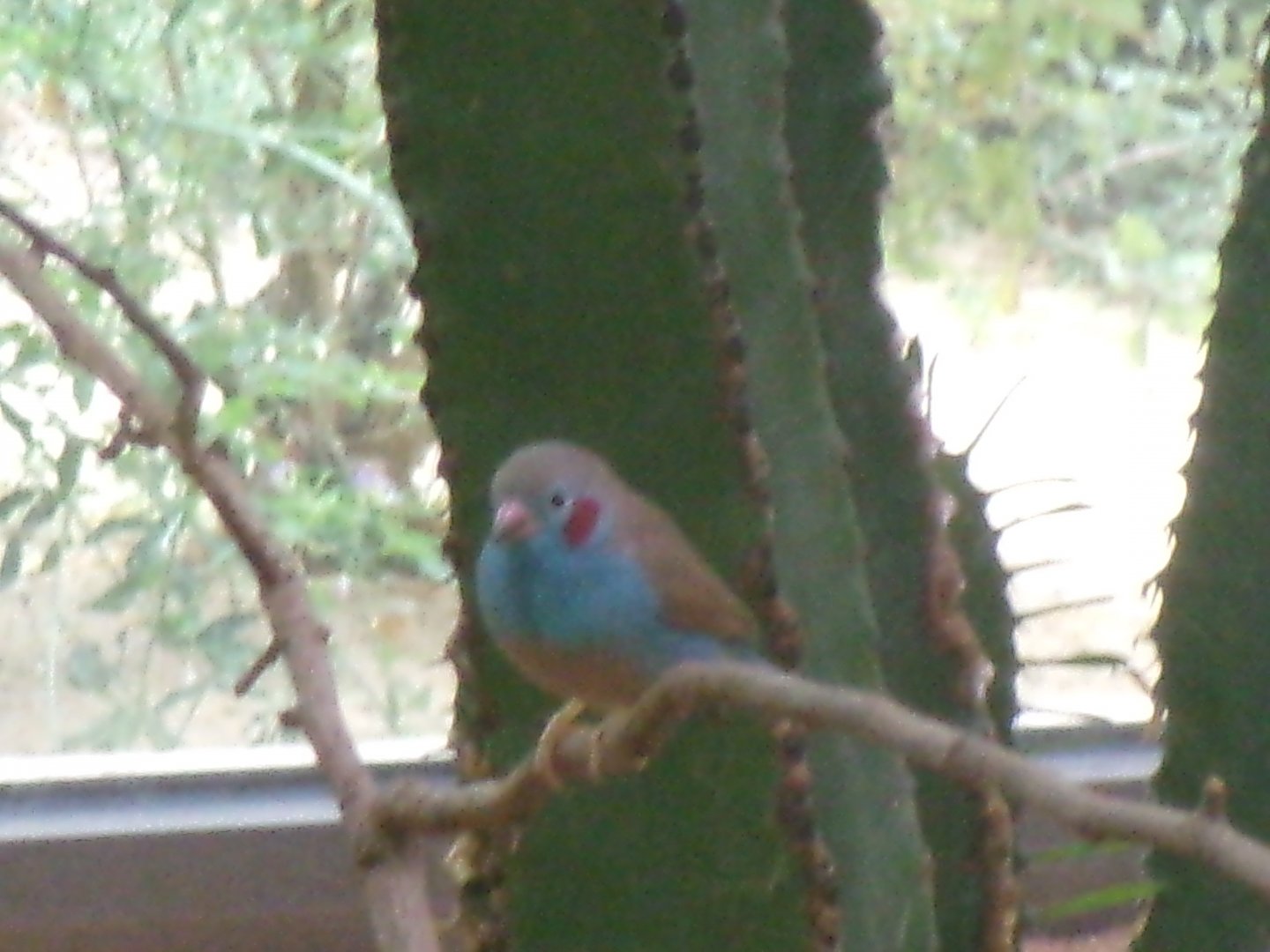 Red-cheeked cordon-bleu