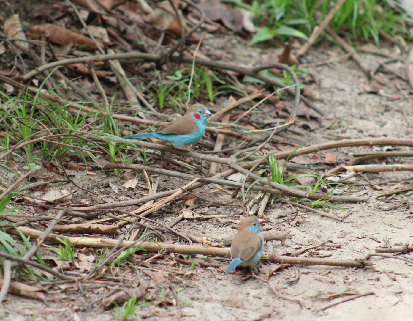 Red-cheeked cordon-blue - pair