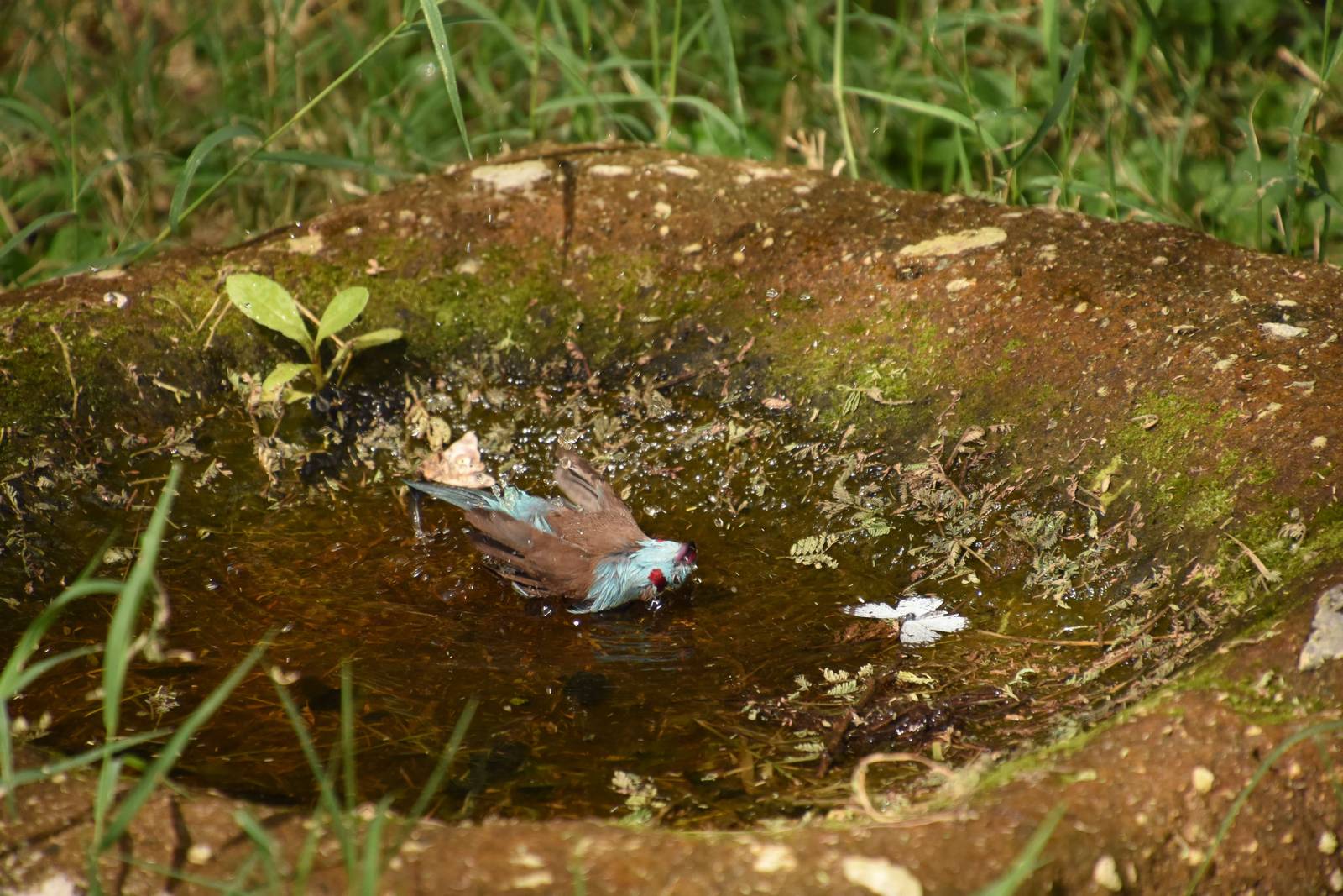 Red-cheeked cordonbleu