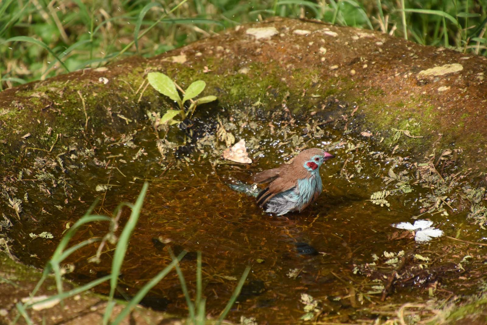 Red-cheeked cordonbleu