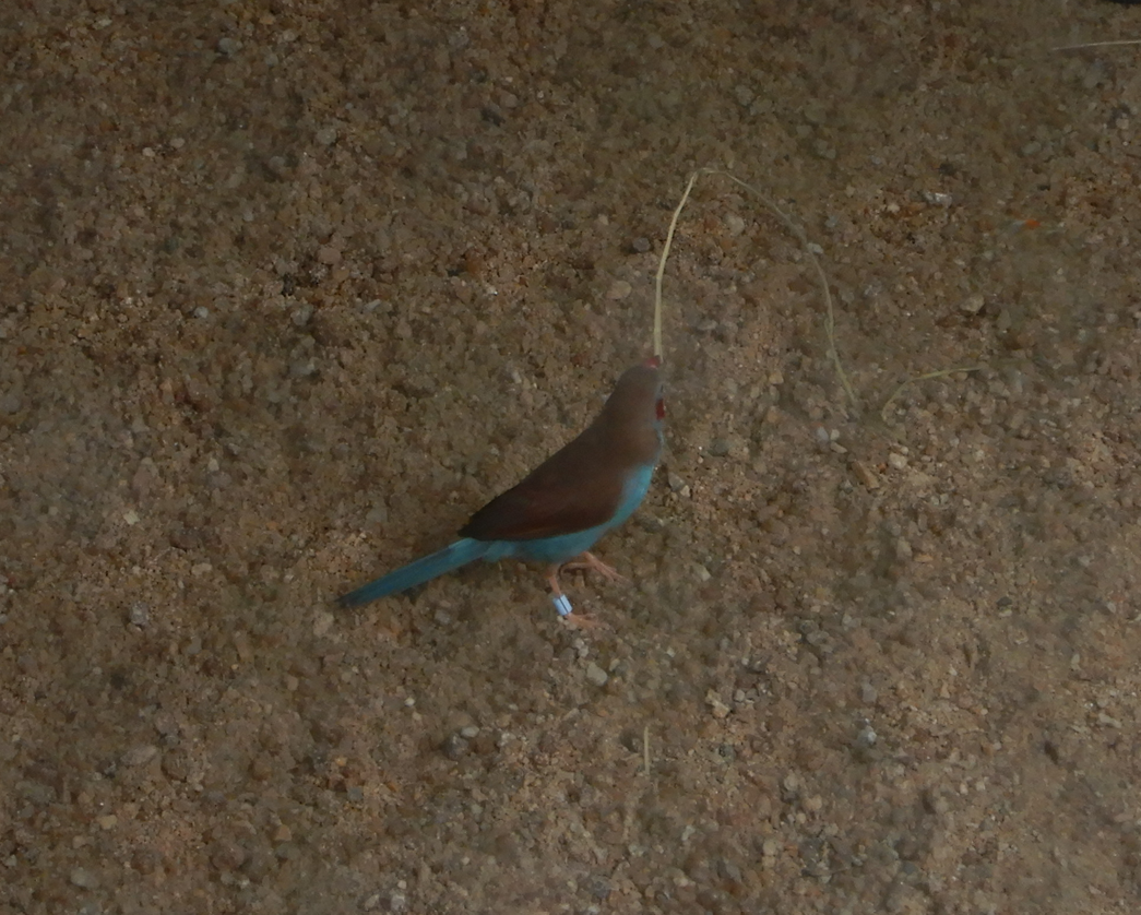 Red-cheeked Cordonbleu