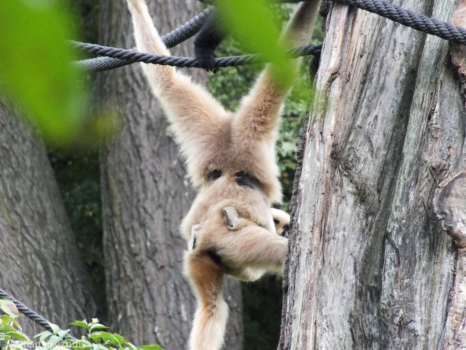 Red-cheeked Gibbon and Baby