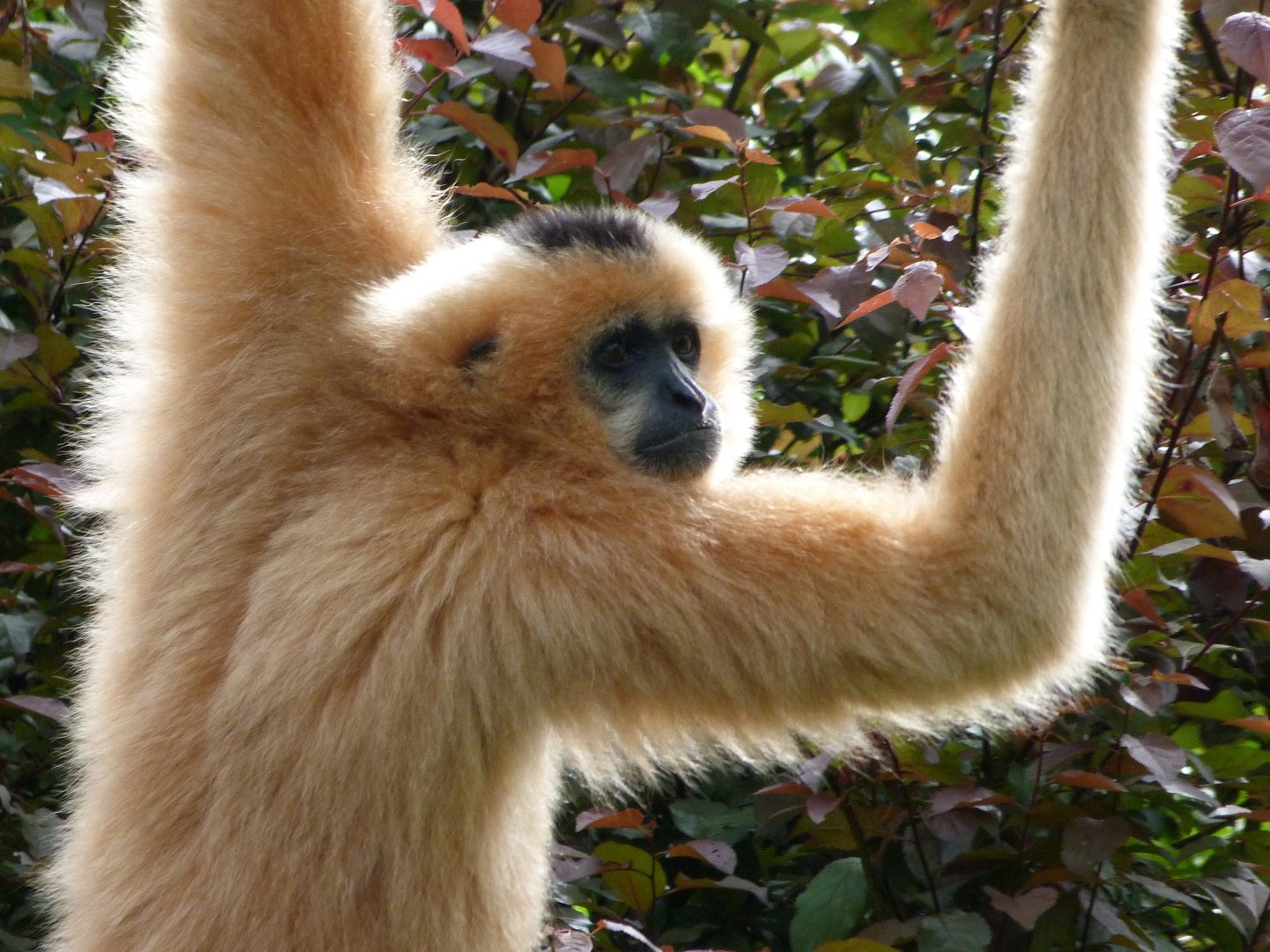 Red-cheeked gibbon -Bioparc de Doué la Fontaine (2025)