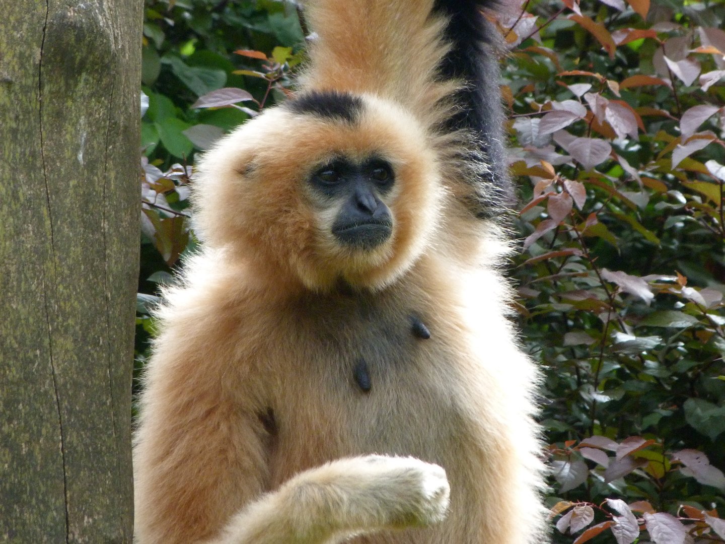 Red-cheeked gibbon -Bioparc de Doué la Fontaine (2025)