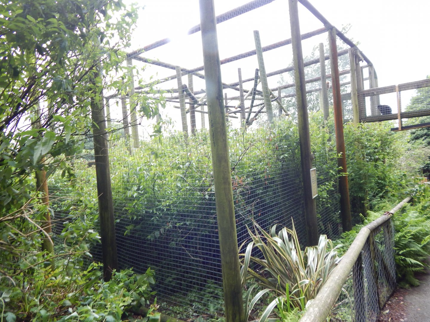 Red-cheeked gibbon enclosure 050625