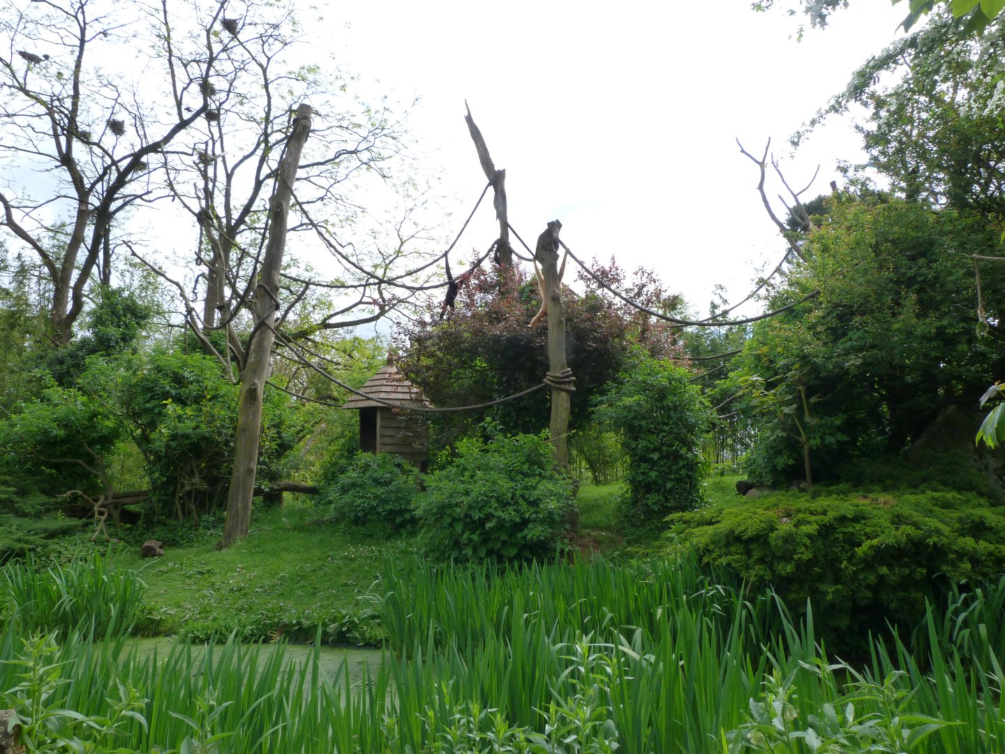 Red-cheeked gibbon exhibit -Bioparc de Doué la Fontaine (2025)