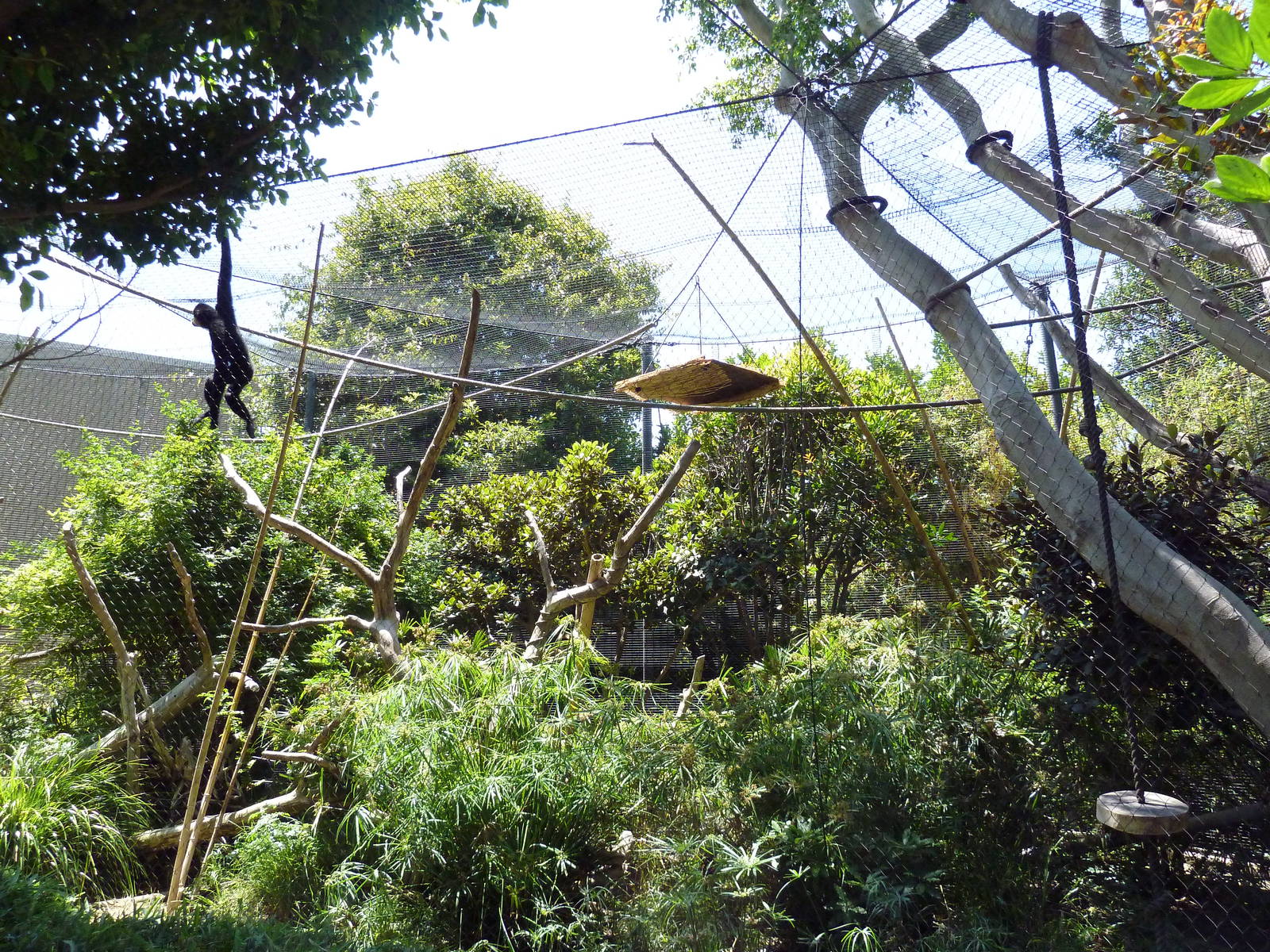 Red-Cheeked Gibbon Exhibit