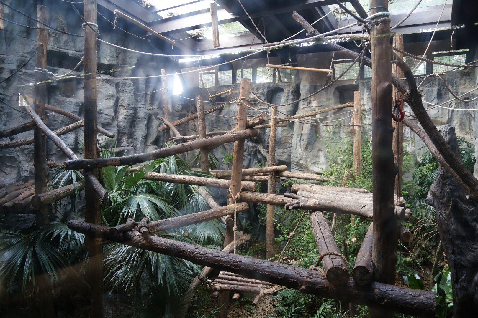 Red-cheeked Gibbon Exhibit