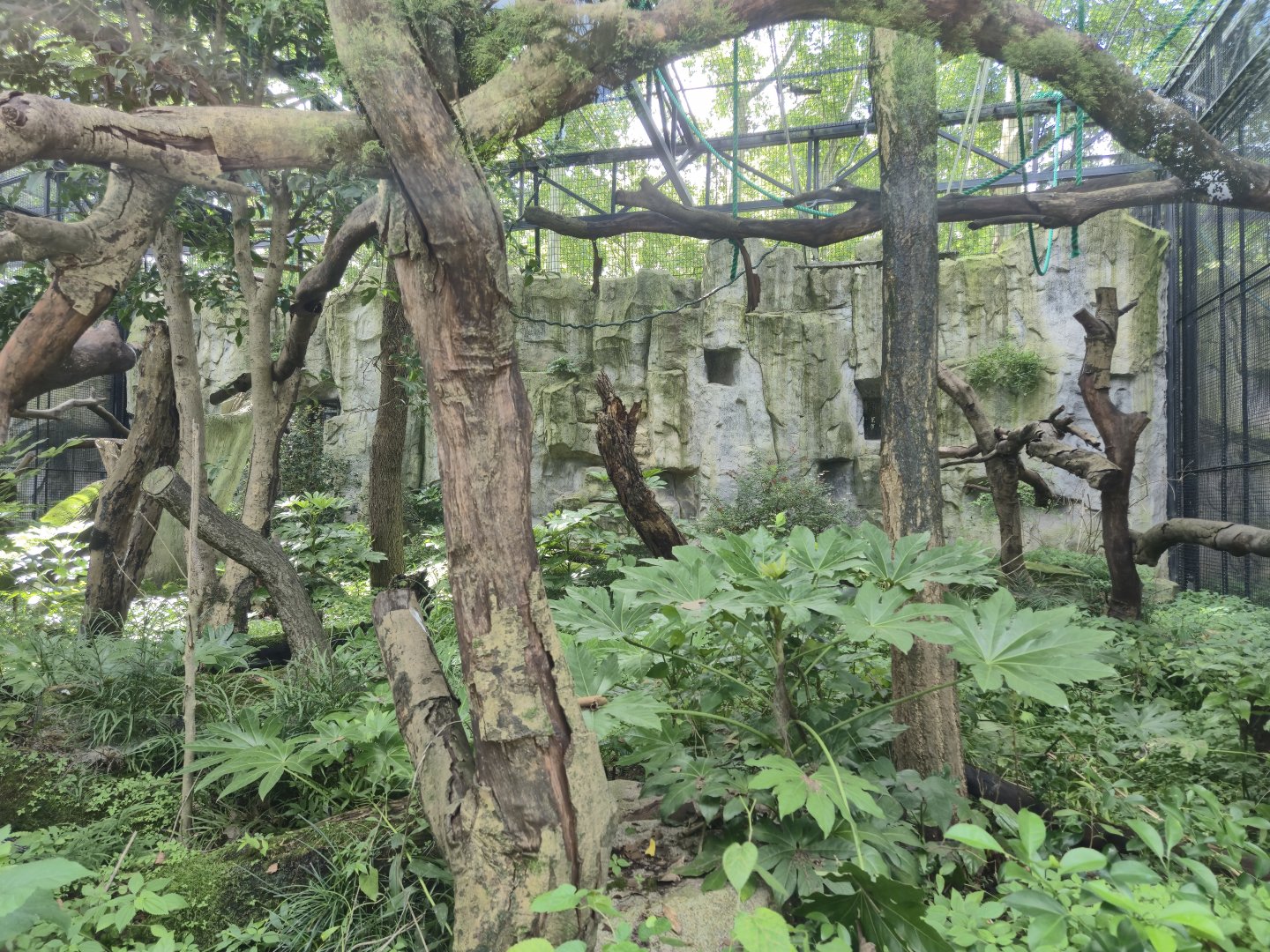 Red-cheeked Gibbon exhibit
