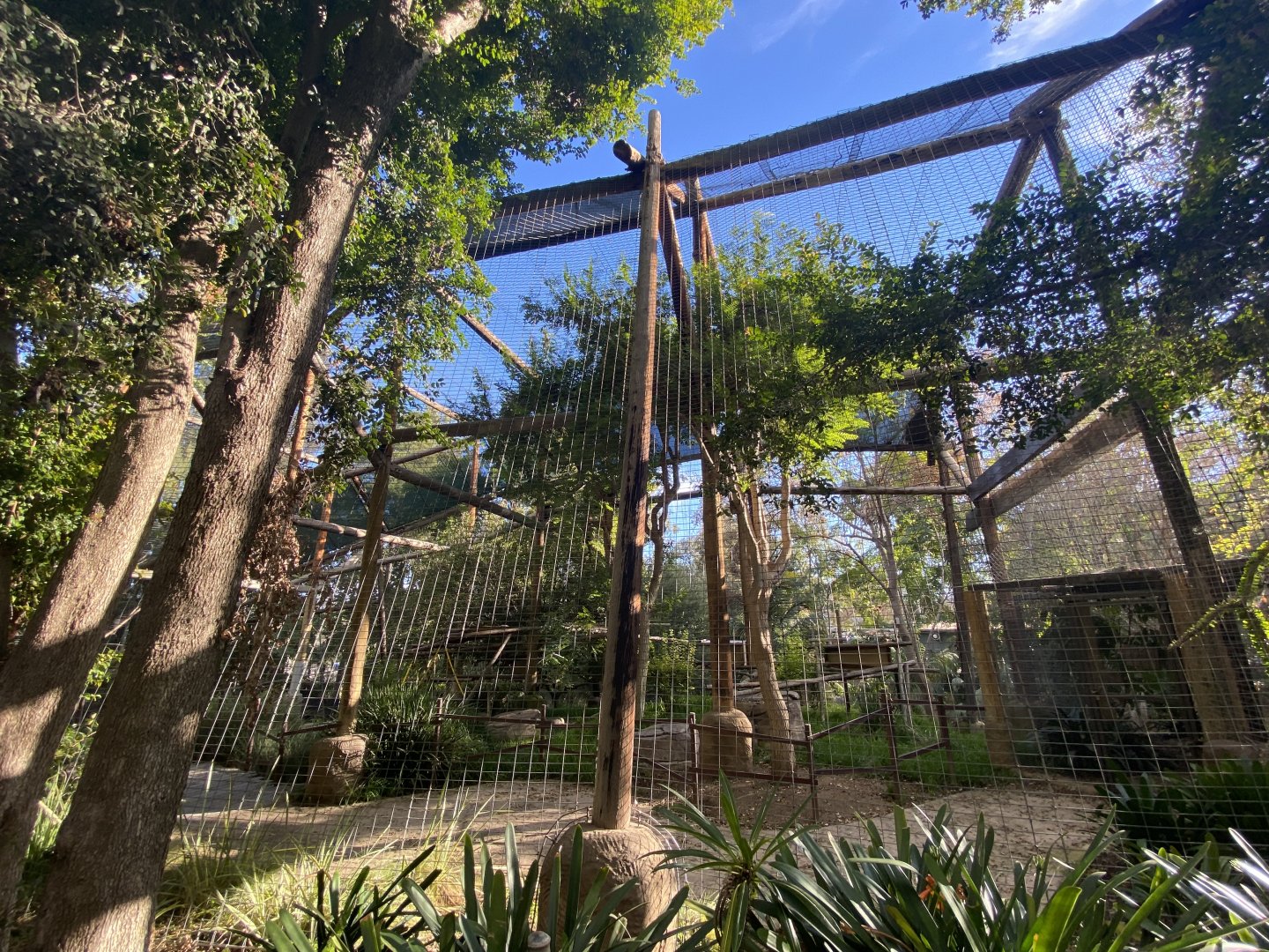 Red-cheeked Gibbon Habitat