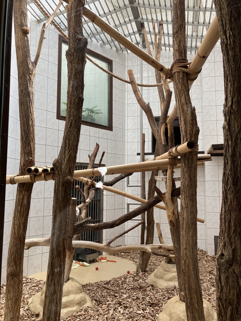 Red-cheeked gibbon indoors-09/2023