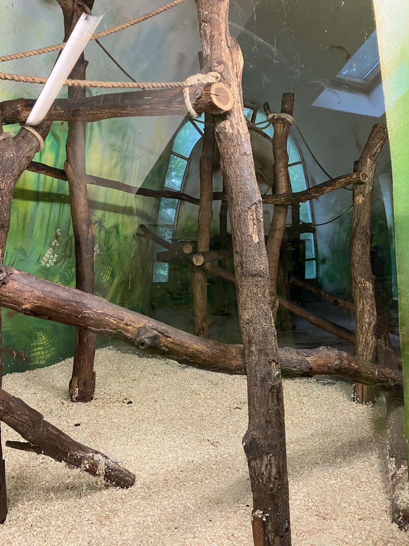 Red-cheeked gibbon indoors