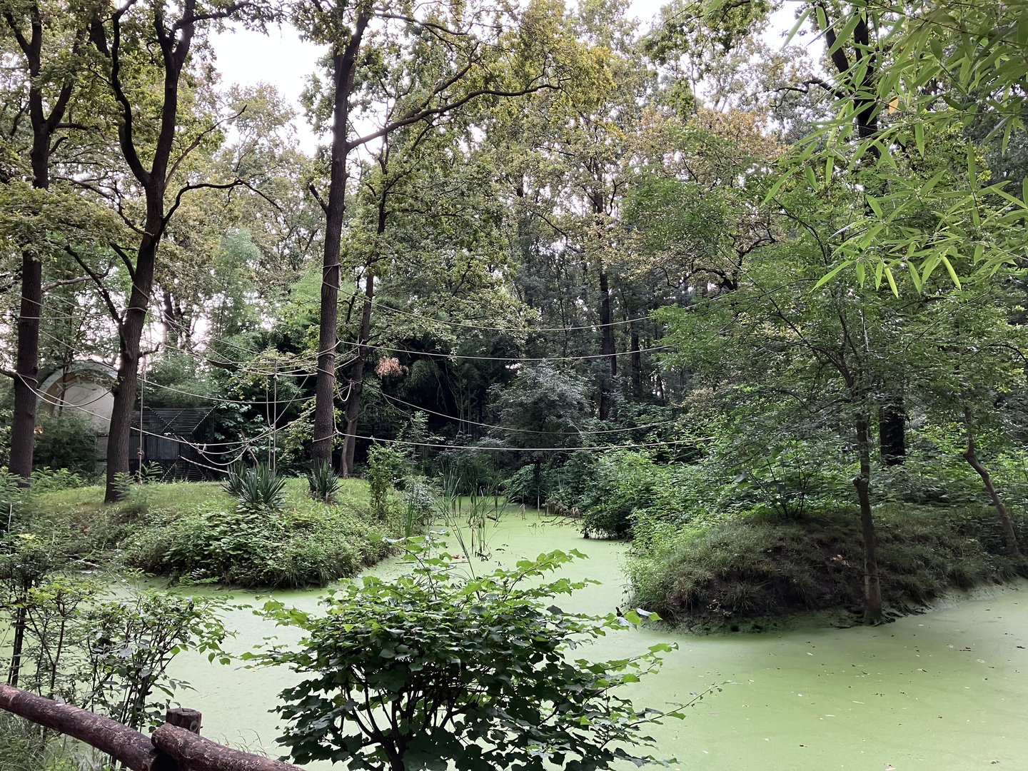 Red-cheeked gibbon islands
