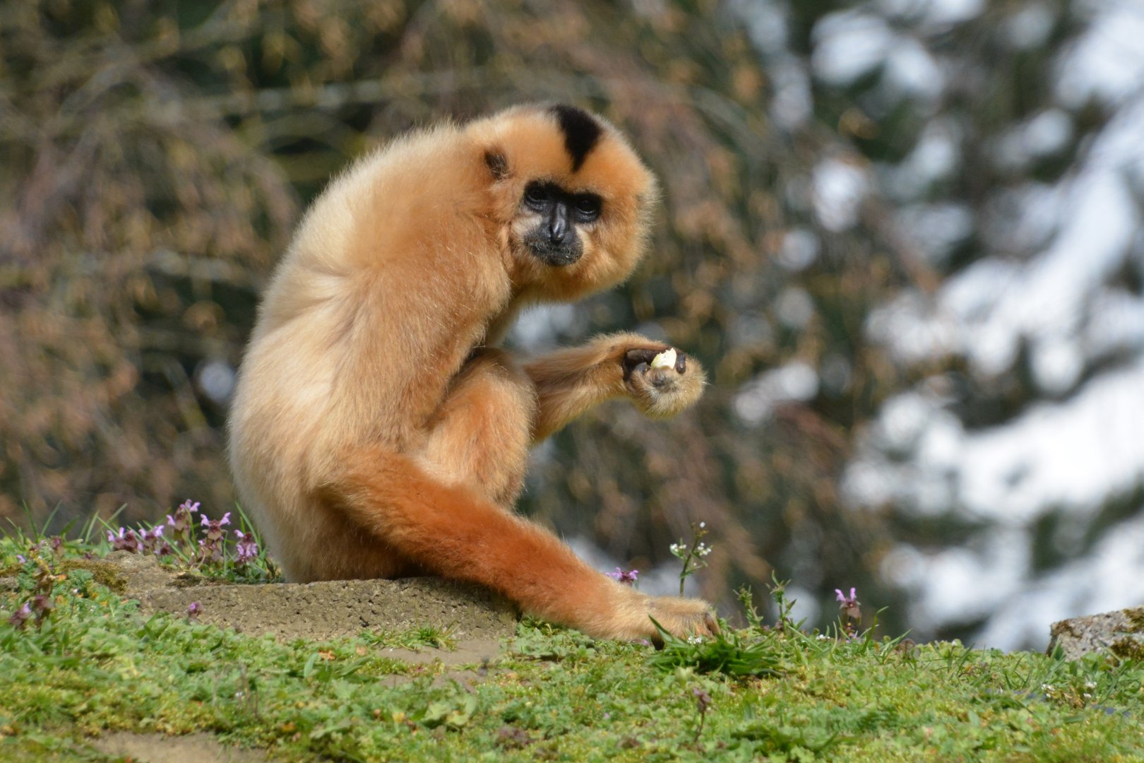 Red-cheeked gibbon (Nomascus gabriellae)