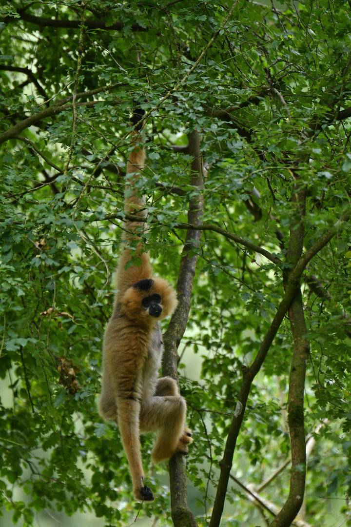 Red-cheeked Gibbon (Nomascus gabriellae)