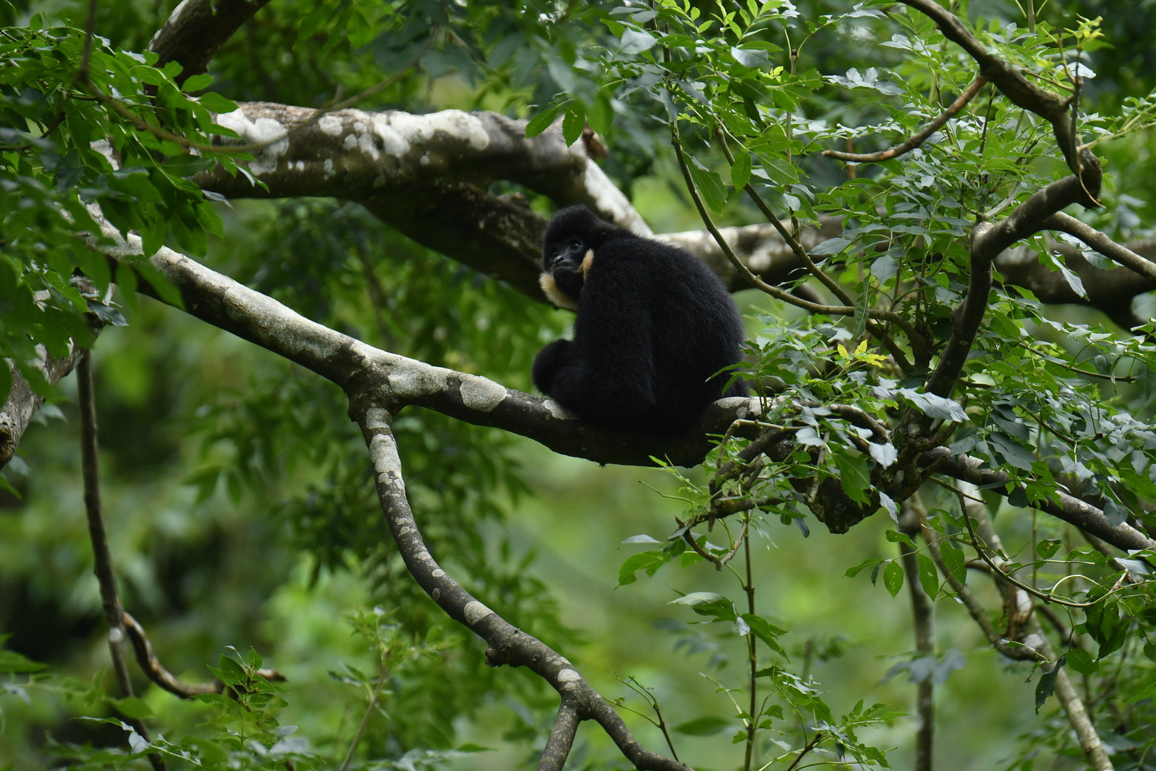 Red-cheeked Gibbon (Nomascus gabriellae)