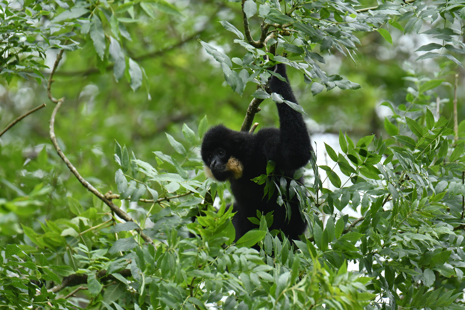 Red-cheeked Gibbon (Nomascus gabriellae)