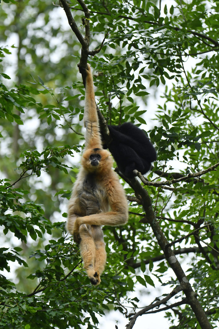 Red-cheeked Gibbon (Nomascus gabriellae)